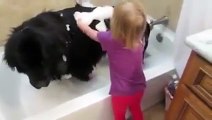 Toddler giving dog a bath