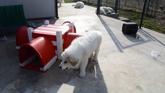 Magnifiques Chiots Beauceron et Patou disponibles en février 2015