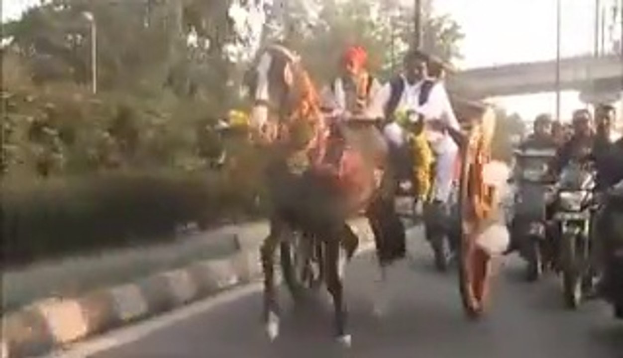 khalifa barham pehlwan horse in delhi india 2015 champion
