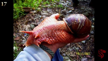 Top 20 Los Animales mas Grandes de Todos los Tiempos