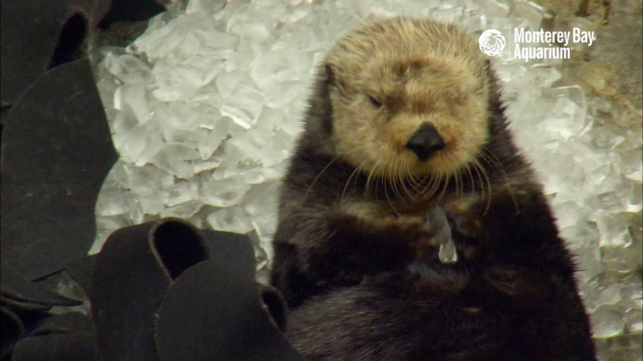 Un bébé loutre joue avec des glaçons et tombe de sommeil. Adorable...