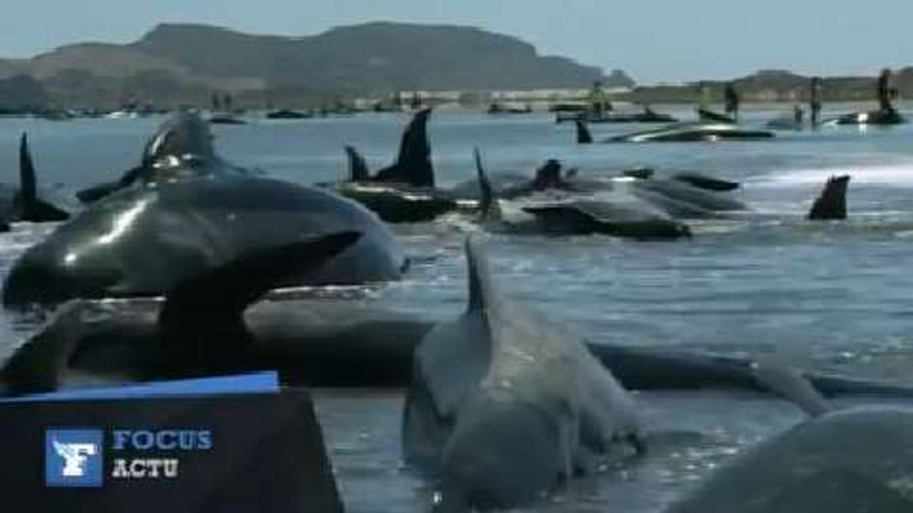 200 baleines s'échouent sur une plage de Nouvelle-Zélande