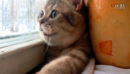 What did the cat see?