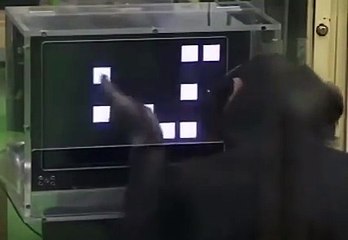 Think you're smart ? Watch and learn from a monkey