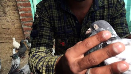 Indian Pigeon Rajeev Bhai Saharanpur India