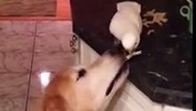 Parrot Feeds Dog Noodles - Попугай кормит собаку макаронами - Прикол !