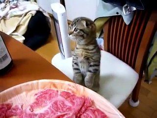 Котенок ищет еду на столе - Kitten look at table for food ))