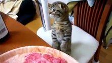 Котенок ищет еду на столе - Kitten look at table for food ))