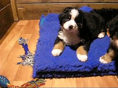 12 fév où l'on voit la femelle rose, la femelle verte et la femelle mauve (et les autres aussi...)