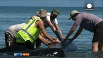 Nova-Zelândia: Duas centenas de baleias dão à costa