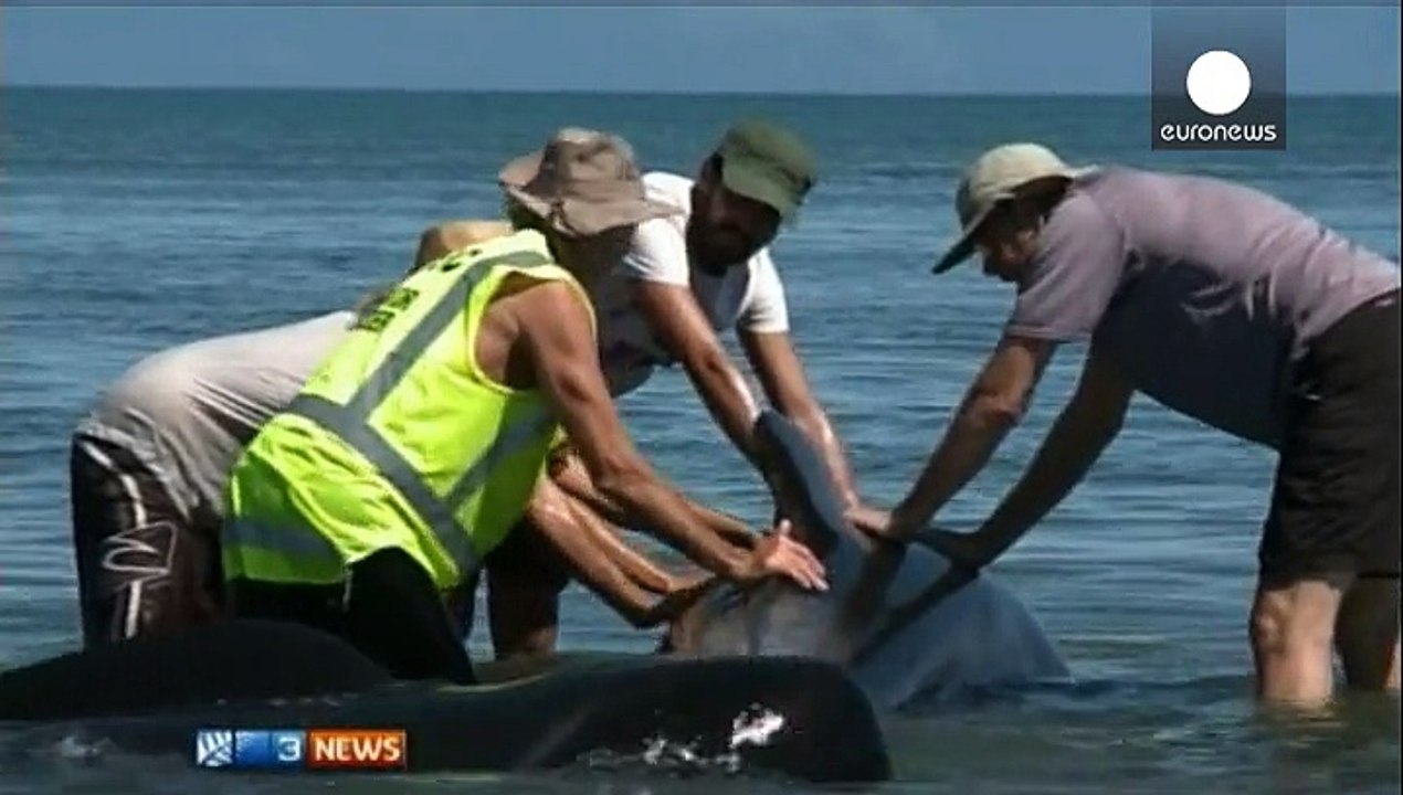 Rund 200 Wale in Neuseeland gestrandet