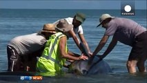 New Zealand: Nearly 200 stranded whales trigger major rescue effort