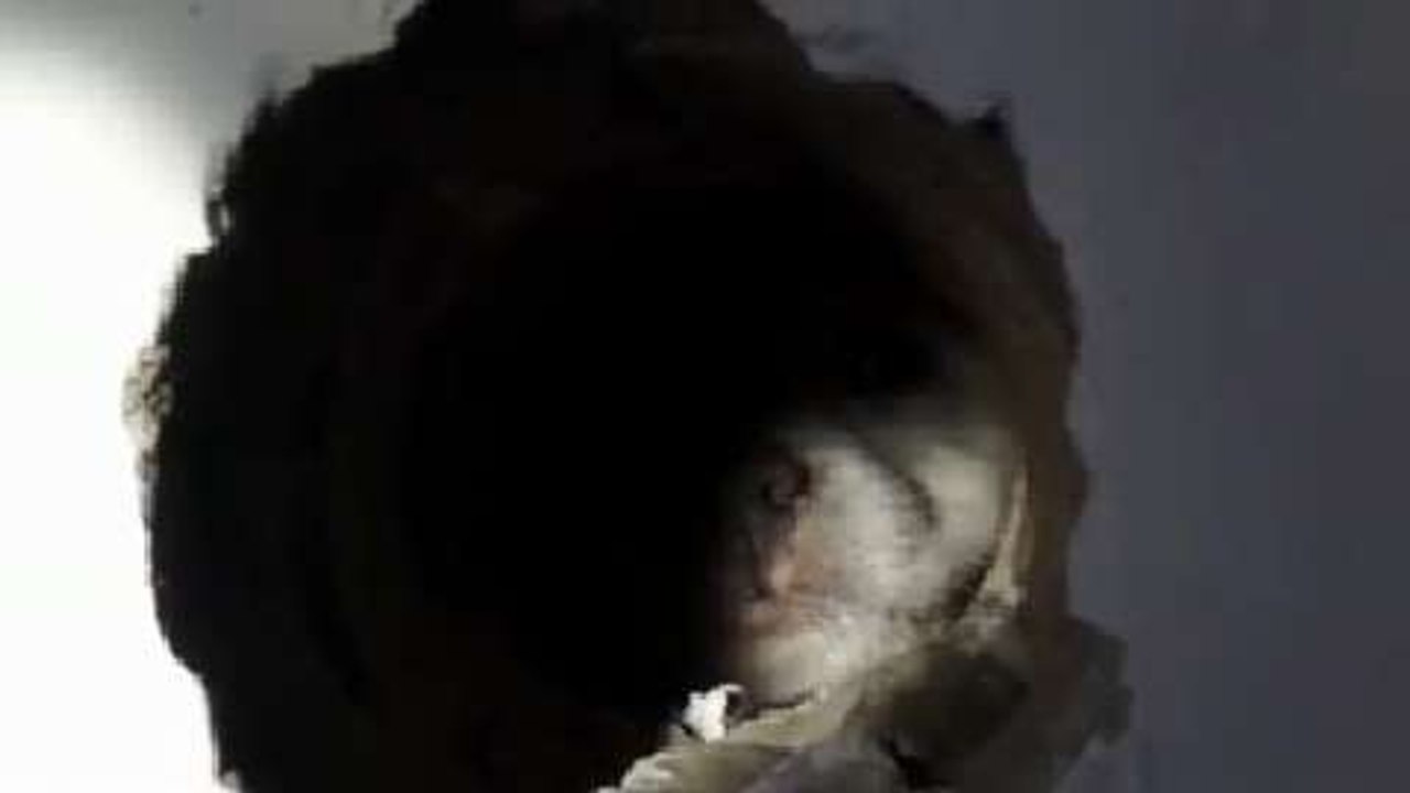 Un chiot coincé dans un mur sauvé par les pompiers