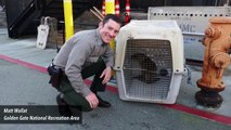 Malnourished Sea Lion Rescued After Crossing Highway In San Francisco