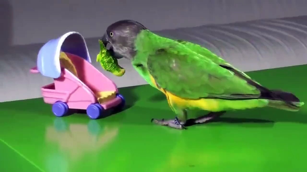 Trained Parrot