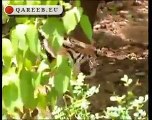 Sheikh Rasheed VS Sharif Bradran in Jungle Qareeb.eu (You can't stop Laughing)