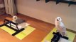 Snowy Owl can’t stop laughing in this cute video