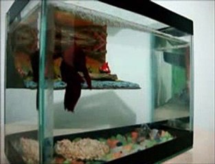 Peixe Betta, Reprodução e Nascimento.