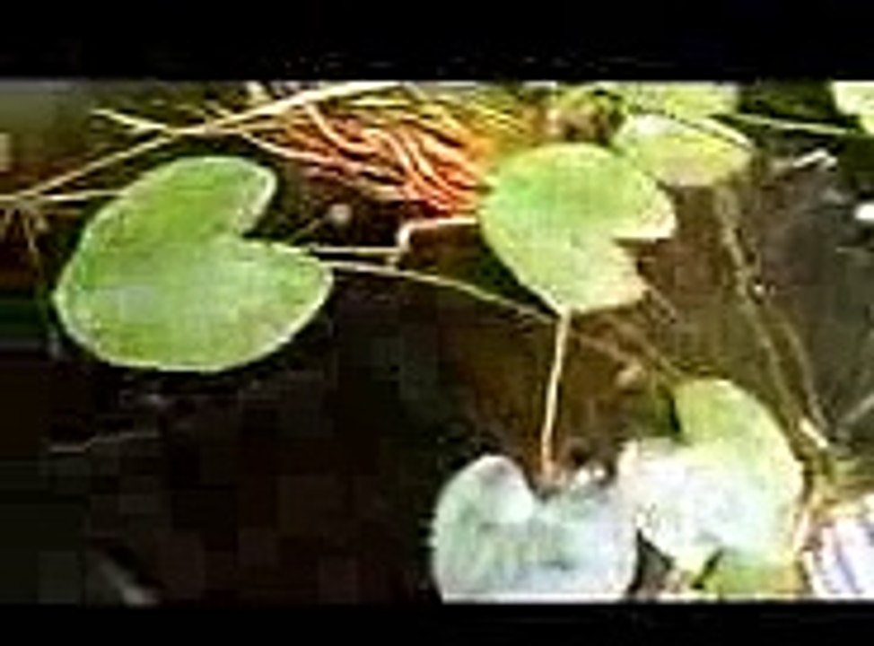 Criação peixe ornamentais, Platy, Molinésia, Guppy