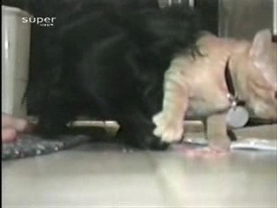 Chat-chien-partage-pas