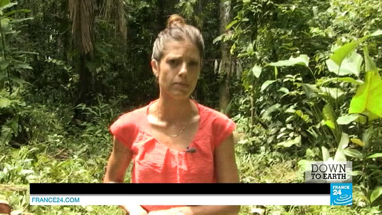 Forests worth more alive than dead