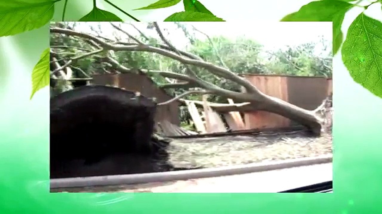 Dallas Tree Removal | 214-556-5079 | Dallas Tree Service | DFW Tree Removal