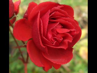 Mighty Lak' A Rose-Jack Teagarden