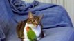 Most Patient  Cat vs Parrot - Завидное терпение кота против вредного попугая !