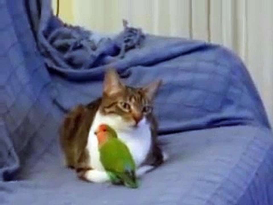 Most Patient  Cat vs Parrot - Завидное терпение кота против вредного попугая !