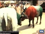 Pakistani bull wins fight against India ahead of cricket battle