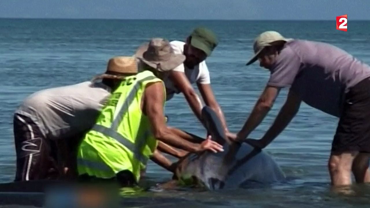 200 baleines échouées en Nouvelle-Zélande