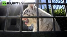 Lindos e raros, bebês de tigre de bengala branco nascem em Zoo na Argentina
