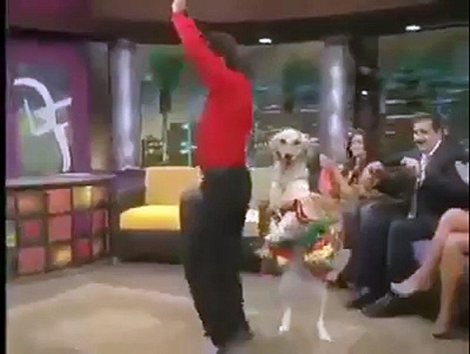 Dog dancing rumba width people - Funny Pet