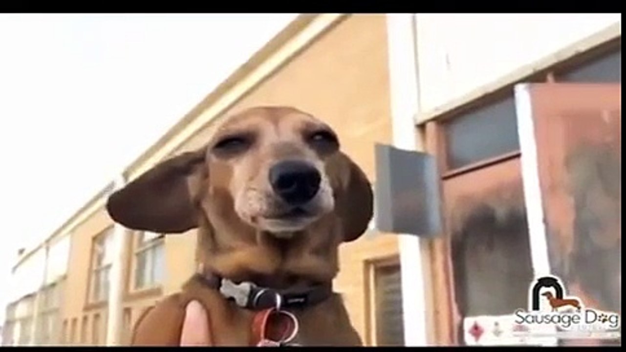 Funny Animal video Dog Craziest