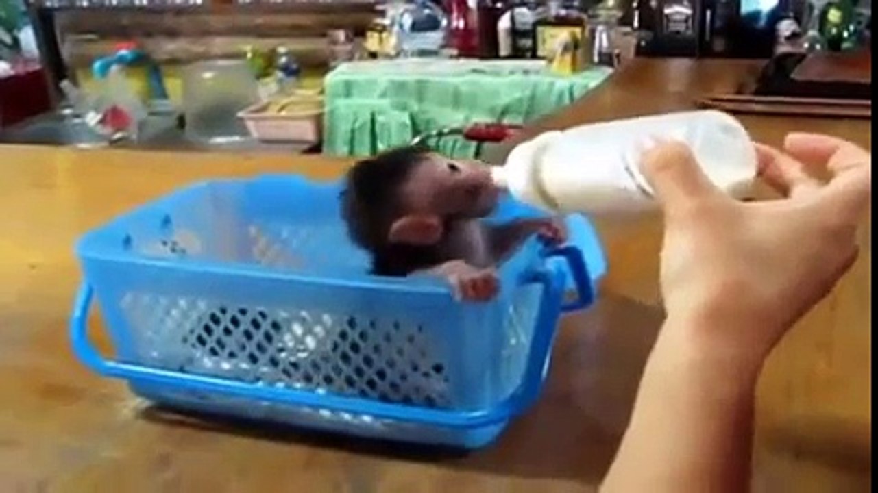 Funny Animal Videos funny fail video 2014 Part5