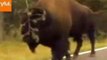 Unfortunate Bison Gets Branch Stuck to Its Face