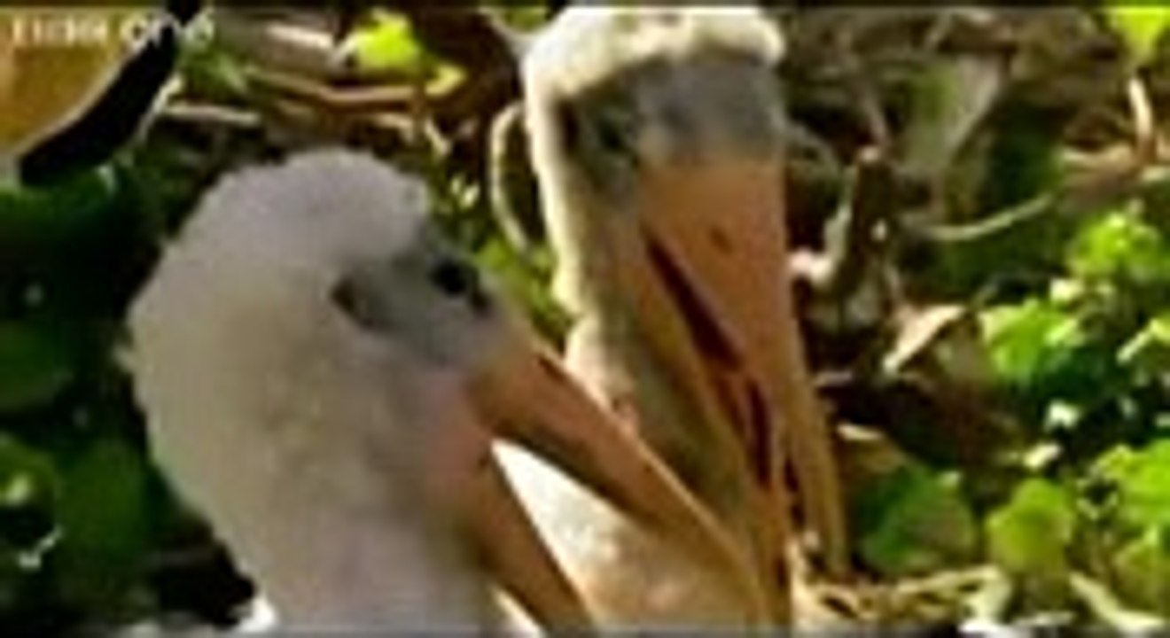 punjabi animals funny vedios and clips