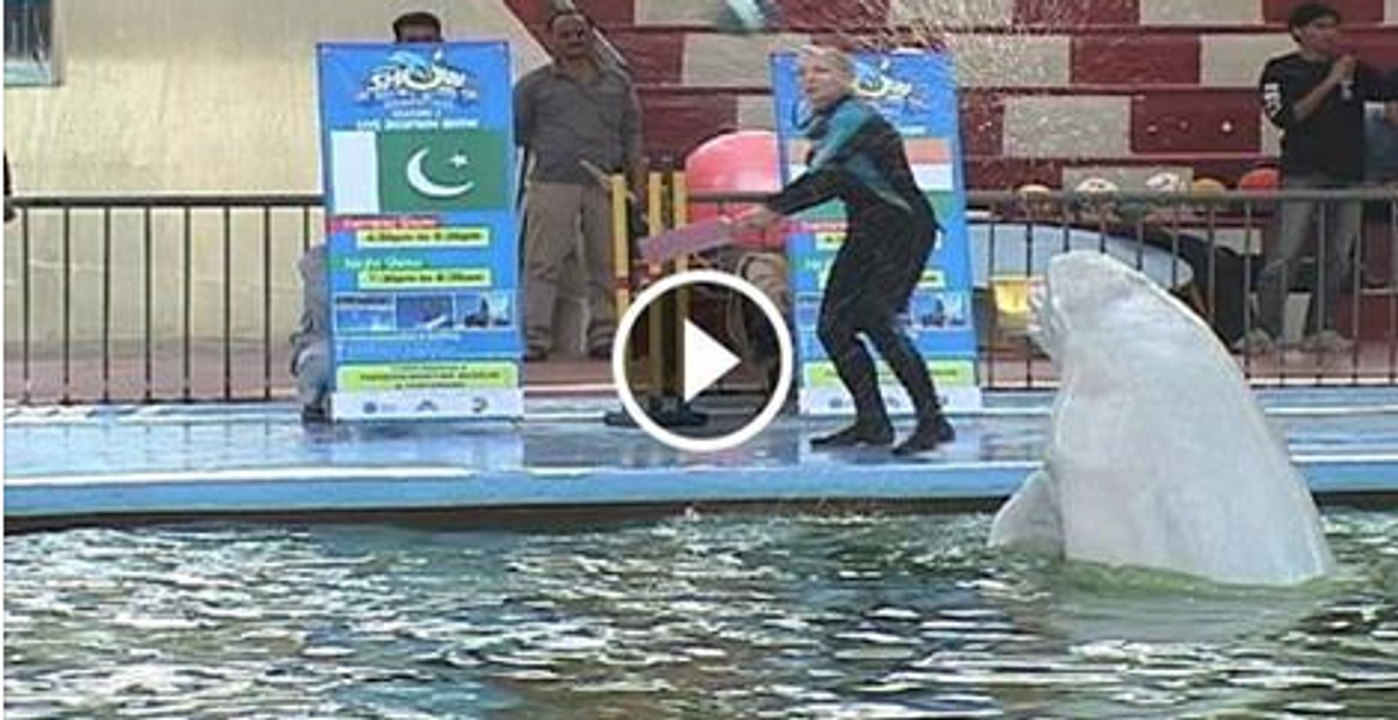 Dolphin predict PAK INDO game