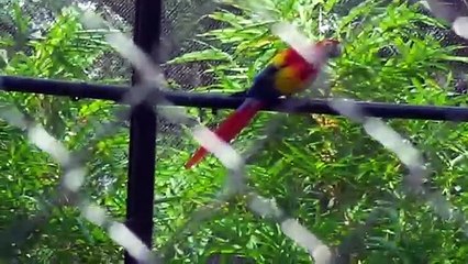 Colourfull Talking Parrot Funny video