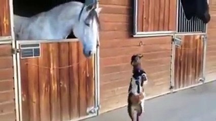 Коза хочет ушатать коня))) прикол. Funny