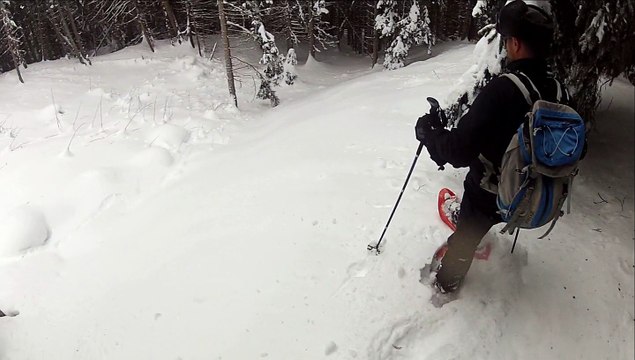 Raquettes Freeride en forêt La Plagne