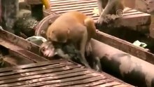 Обезьяна спасает собратана..