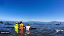 Hundreds Of Stranded Pilot Whales Turn Up In New Zealand