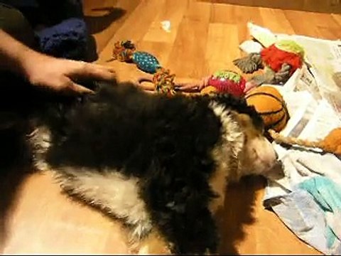 13fév mâle rouge et femelle rose