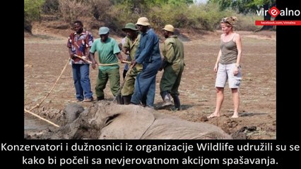 An Elephant Baby And Her Mom Dying In The Mud, But Then ...