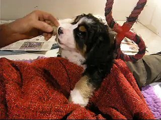 13fév encore la femelle verte