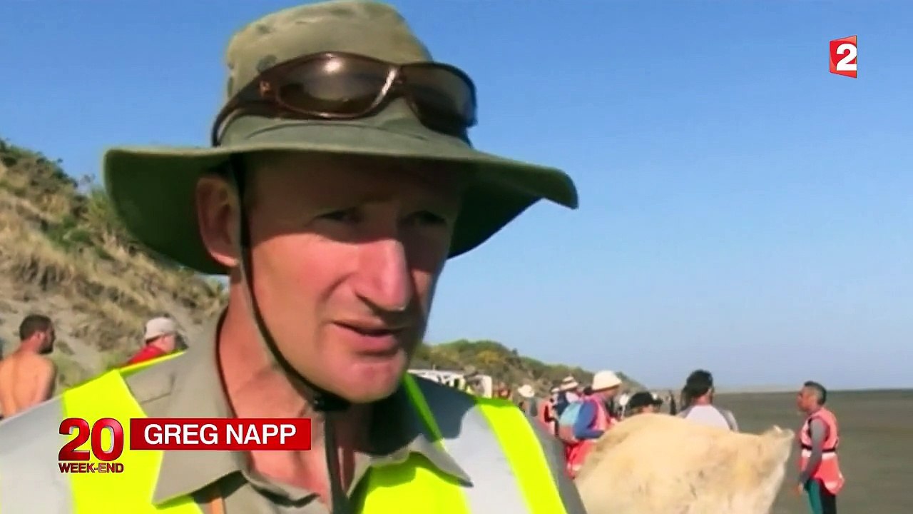 Près de 200 baleines échouées sur une plage de Nouvelle-Zélande