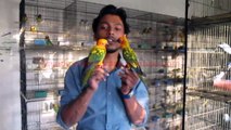 Sun Conure Self Feed Chicks of Syed Ovais Bilgrami