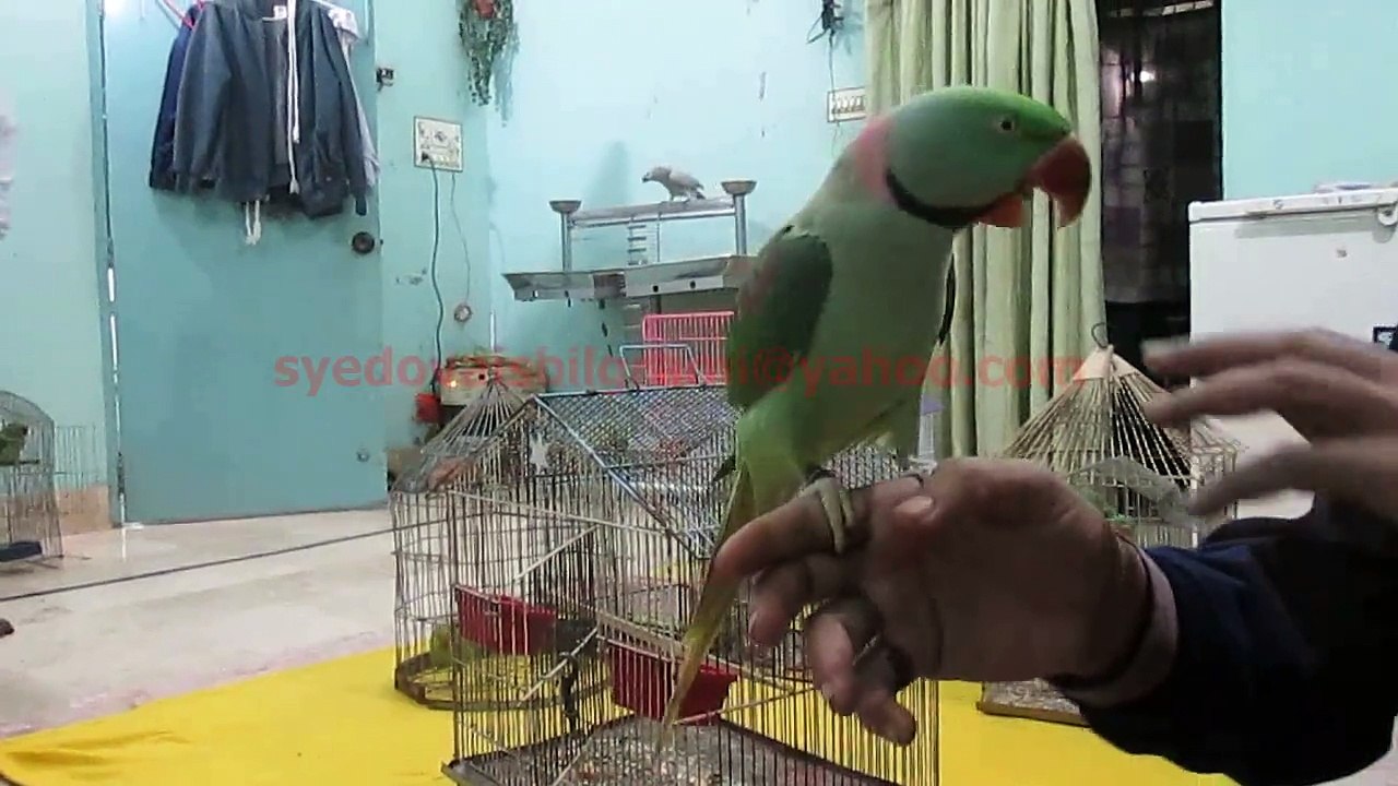 Alexandrine Parakeet Hand Tame Talkative of Syed OVais Bilgrami