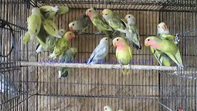 Pied Peach Face Lovebirds of Syed Ovais Bilgrami